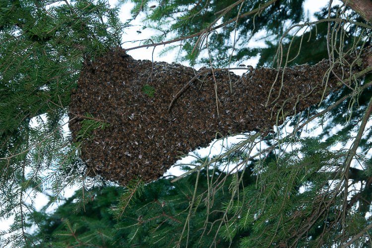 Un grand essaim posé le long d’une branche de conifère.