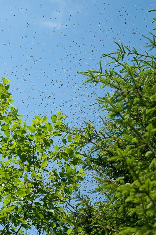 Un essaim en vol : des centaines d’abeilles dispersées dans le ciel bleu, entre les branches d’un conifère et d’un arbuste.
