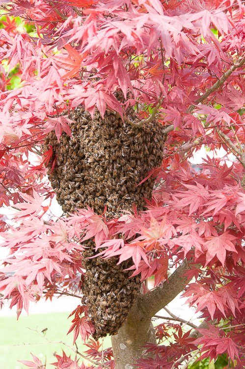 Une grappe d’abeilles suspendue dans un érable du Japon au feuillage rouge.