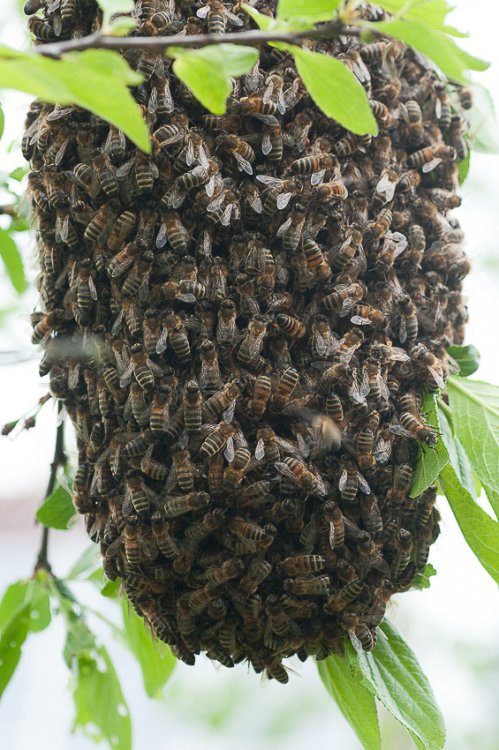 Gros plan sur une grappe d’abeilles suspendue à une branche.