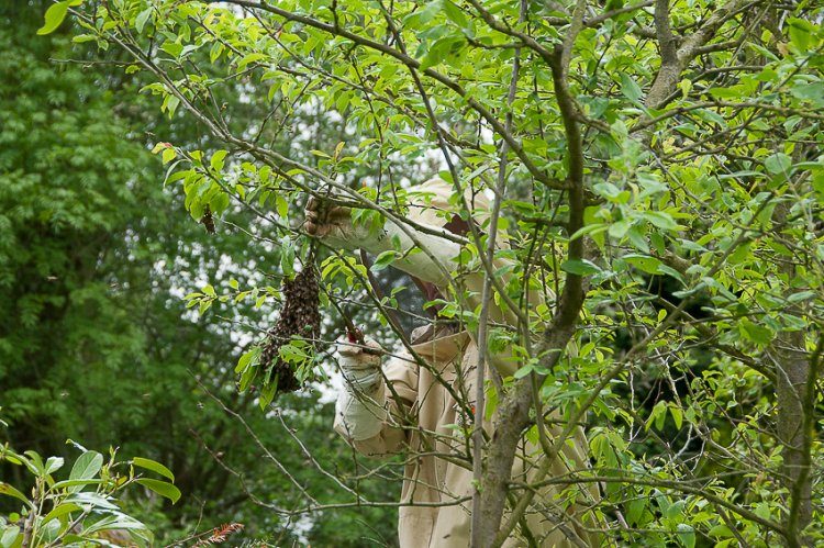Un apiculteur en tenue de protection récupère à la main un essaim posé dans un arbre.