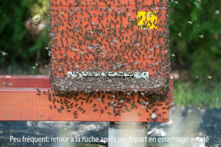 Des abeilles couvrent la façade d’une ruche rouge et sa planche d’envol. Légende sur l’image : peu fréquent, retour à la ruche après un départ en essaimage avorté.