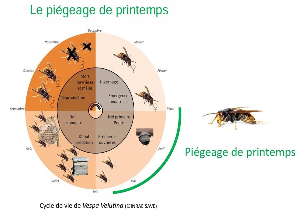 Cycle de vie de Vespa velutina au fil des mois : hivernage et émergence des fondatrices de janvier à mars, nid primaire et ponte en avril, premières ouvrières en mai, début de prédation et nid secondaire de juin à août, reproduction en octobre, mort des ouvrières et des mâles en novembre-décembre. Le piégeage de printemps couvre la période de mars à juin.