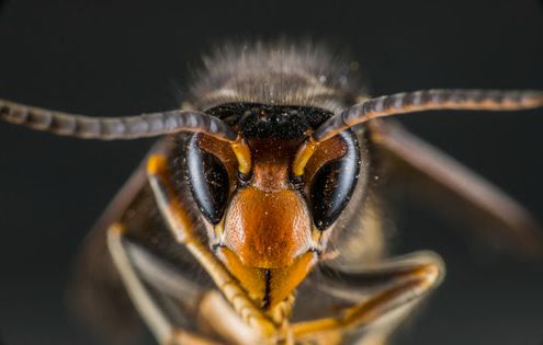 Gros plan sur la tête d’un frelon asiatique, face orange et yeux noirs.
