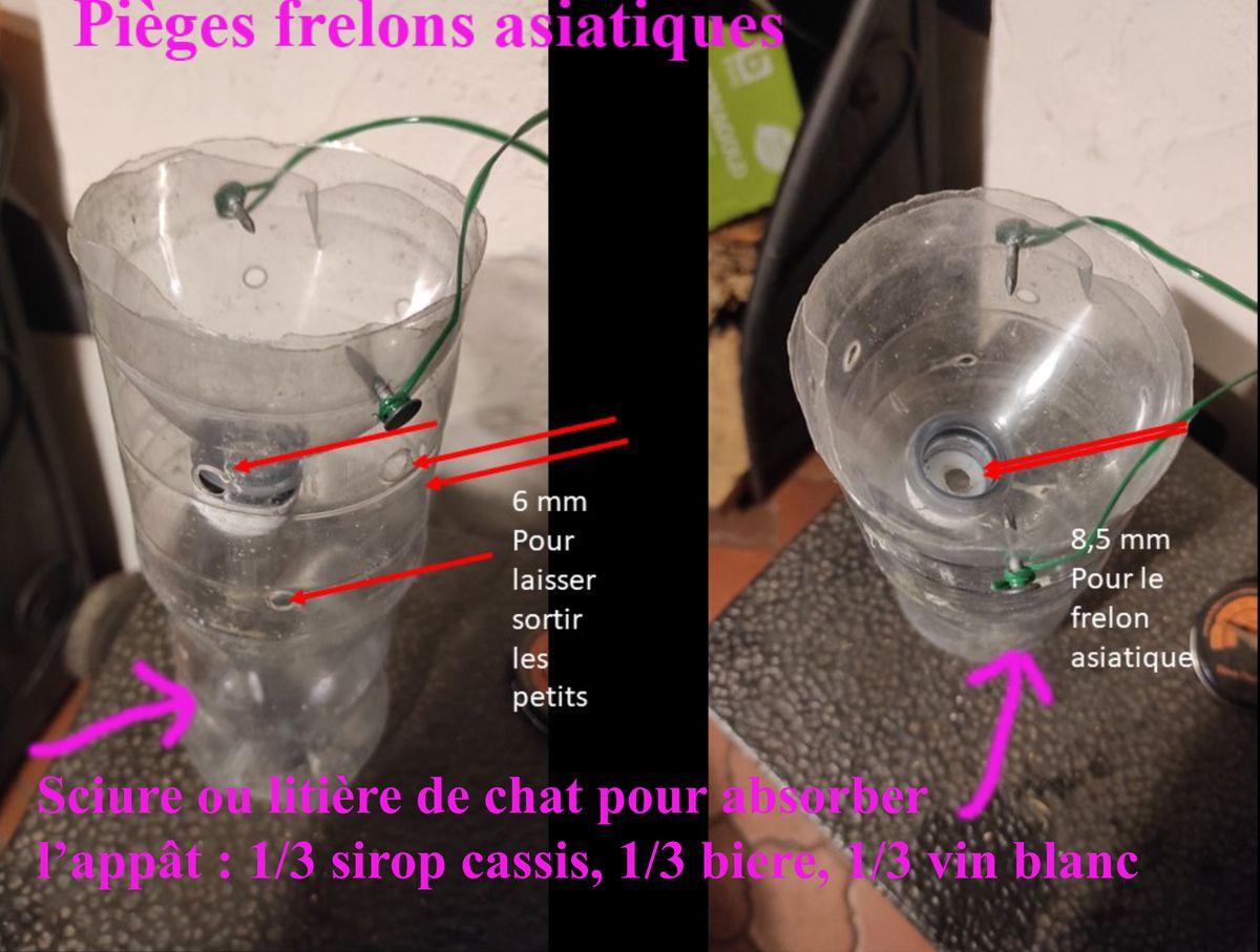 Deux photos d’un piège fait d’une bouteille en plastique coupée. À gauche : trous de 6 mm pour laisser sortir les petits insectes ; à droite : trou de 8,5 mm dans le bouchon pour le frelon asiatique. Le fond contient de la sciure ou de la litière de chat qui absorbe l’appât : 1/3 de sirop de cassis, 1/3 de bière, 1/3 de vin blanc.