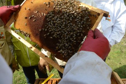 Vive l’école d’apiculture !, photo 8