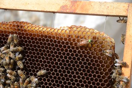 Vive l’école d’apiculture !, photo 9