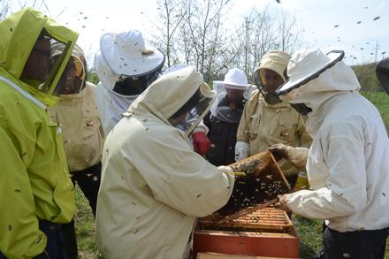 Vive l’école d’apiculture !, photo 10