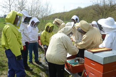 Vive l’école d’apiculture !, photo 11