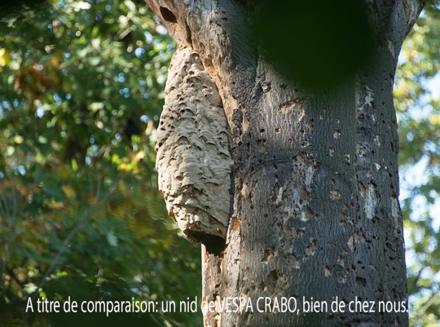 Nid de frelons asiatiques - Vespa Velutina, photo 7