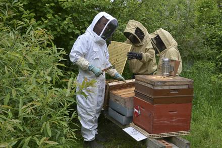 Extraction et visite au rucher école, photo 4