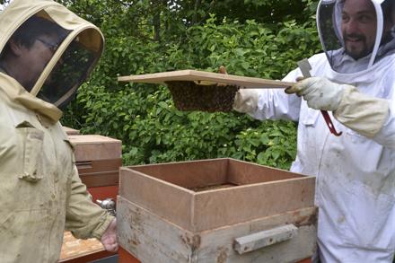 Extraction et visite au rucher école, photo 8