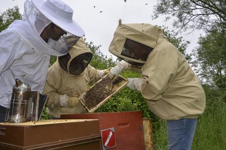 Extraction et visite au rucher école, photo 9