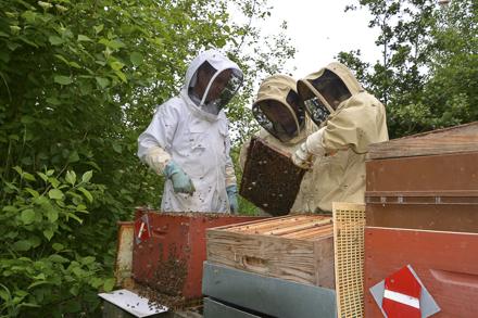 Extraction et visite au rucher école, photo 10