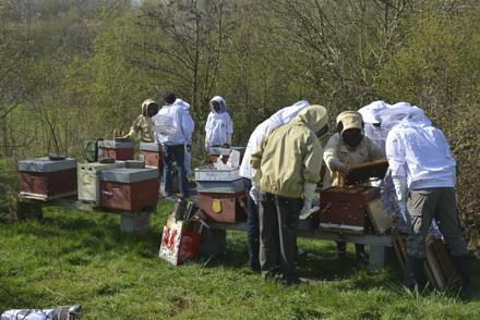 Cours pratique au rucher école le 30 mars 2019, photo 10