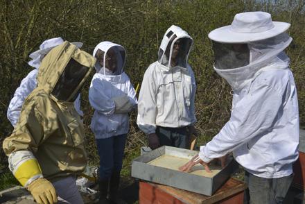 Cours pratique au rucher école le 30 mars 2019, photo 11