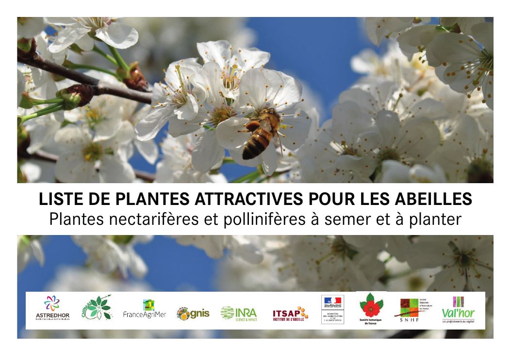 Couverture de la brochure « Liste de plantes attractives pour les abeilles » : fleurs de cerisier et abeille